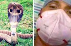 Ein Mann überlebte den Biss einer Kobra, nachdem er an Covid, Dengue und Malaria erkrankt war...