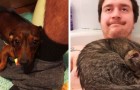 18 photos de chiens et de chats intrusifs qui ne laissent pas une minute d'intimité à leurs maîtres