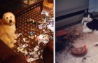Vídeo de Animais
