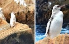 Video di Pinguini