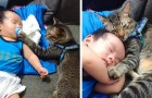 Das süße Foto des „Babysitter“-Katers, der zuerst den Schnuller des Kindes kontrolliert und es dann umarmt, während es schläft
