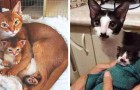 15 Katzen, die keinen DNA-Test benötigen, um zu beweisen, dass sie Elternteil und Kind sind