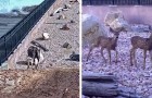 Questo speciale ponte costruito per gli animali selvatici sta funzionando a meraviglia: i video confermano