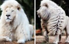 Einem Fotografen ist es gelungen, die ganze Schönheit eines majestätischen weißen Löwen zu verewigen