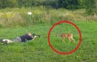 Deze mannen zijn GESCHOKT door het gedrag van een hert tijdens een schietoefening