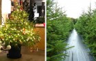 Alberi di Natale a noleggio: la soluzione sostenibile per avere una pianta vera senza danneggiare l'ambiente