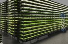 Questo orto verticale alimentato ad energia eolica produrrà mille tonnellate di verdura all'anno