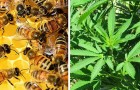 Uno studio scopre che le api adorano la cannabis: questa pianta potrebbe aiutarle a non scomparire