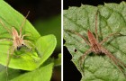 Sommige mannetjesspinnen binden vrouwtjes vast voordat ze paren om te voorkomen dat ze worden opgegeten