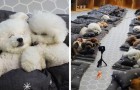 Nesta instalação para cães, os filhotes tiram sua soneca à tarde como se estivessem no jardim de infância