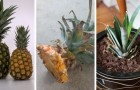 Der einfache Weg, eine Ananaspflanze in Büschelform zu züchten