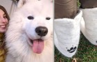 Video Video's van Honden Honden