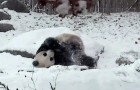 This giant panda finds everything covered in snow, his reaction is PRICELESS !