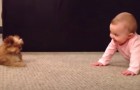 Ein Vater filmt die erheiternde „Konversation“ zwischen seiner wenige Monate alten Tochter und dem Familienhund