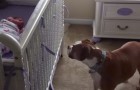A baby girl is crying in the cot: the dog's reaction will surprise you !