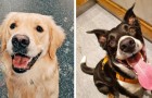 20 foto di cani incredibilmente felici e rilassati che ti strapperanno immediatamente un sorriso