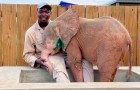 Un elefante albino es salvado por voluntarios luego de vagar durante días solo con una trampa debajo de su pierna