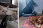18 chats qui ont choisi comme couchette les endroits les plus absurdes et impensables de la maison