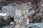 Un homme parvient à immortaliser trois lynx dans des photos mémorables : ils semblent s'être mis en pose