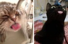 20 photos irrésistibles partagées par des maîtres de chats montrent les raisons pour lesquelles vous devriez en avoir au moins un