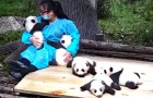 Vidéos de Panda