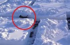 Ze maken een doolhof in de sneeuw: de reactie van de hond is super grappig