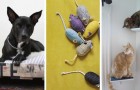 Video di Animali