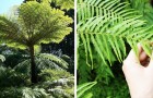 Le felci arboree sono più antiche dei dinosauri ma non è questo l’unico aspetto interessante di queste piante