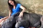 Una ragazza riesce a salvare un cucciolo di rinoceronte orfano e ora lui non si separa più da lei