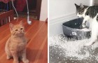 Video Video's van Katten Katten