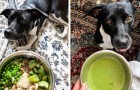 Video di Cani