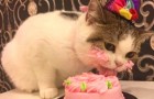Ze organiseren een feest thuis voor de verjaardag van de kat: 15 positieven op Covid-19 
