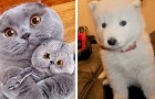 17 animals so cuddly that at first glance we might mistake them for fluffy stuffed toys