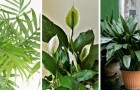 7 tra le più belle piante da appartamento da far crescere in ambienti con scarsa luce
