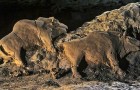Zwei vor 15.000 Jahren geschnitzte Wisente wurden in einer französischen Höhle gefunden: Sie sind perfekt erhalten