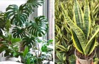 5 Zimmerpflanzen, die sehr einfach zu pflegen sind, auch für Anfänger geeignet