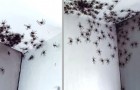Een moeder komt de kamer van haar dochter binnen en ontdekt tientallen spinnen die ongestoord over de muren lopen