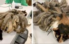 This poor cat was encased in matted hair: the volunteers freed him of the burden
