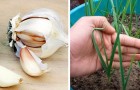 Come coltivare l'aglio in vaso in poche semplici mosse e averne sempre una scorta in casa