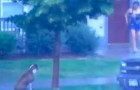 Un chien est OUBLIÉ sous la tempête: voilà ce que fait la voisine