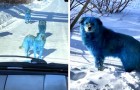Video Hundevideos Hunde
