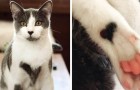 Questo gatto ha la pelliccia ricoperta da chiazze a forma di cuore ed è diventato una vera celebrità