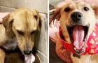 Before and after adoption: 15 pets who found a new home and love their humans
