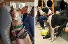 16 foto di animali sui mezzi pubblici che ci sembrano molto più educati di tanti esseri umani