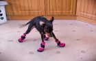 Wir zeigen euch die sonderbare Reaktion von Hunden, die zum ersten Mal Schuhe tragen
