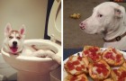 Video de Animales