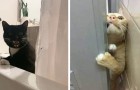 19 foto's van katten die absoluut niets geven om de persoonlijke ruimte van hun baasjes