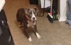 A dog barks TERRIFIED in the kitchen: the reason why, will make you smile :)