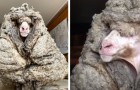Video Tiervideos Tiere
