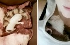 Ze vindt een verlaten kitten van slechts 1 dag oud: ze adopteert het en vervolgens wordt het een prachtige witte kat